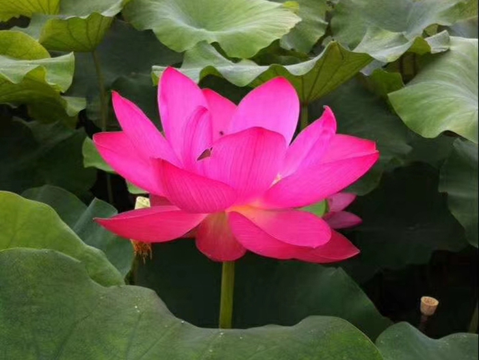 荷花藕苗 